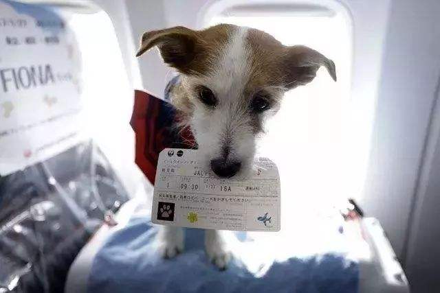 三亚凤凰国际机场首推“宠物机票” 服务