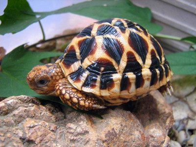 印度星斑陆龟