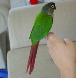 绿颊锥尾鹦鹉